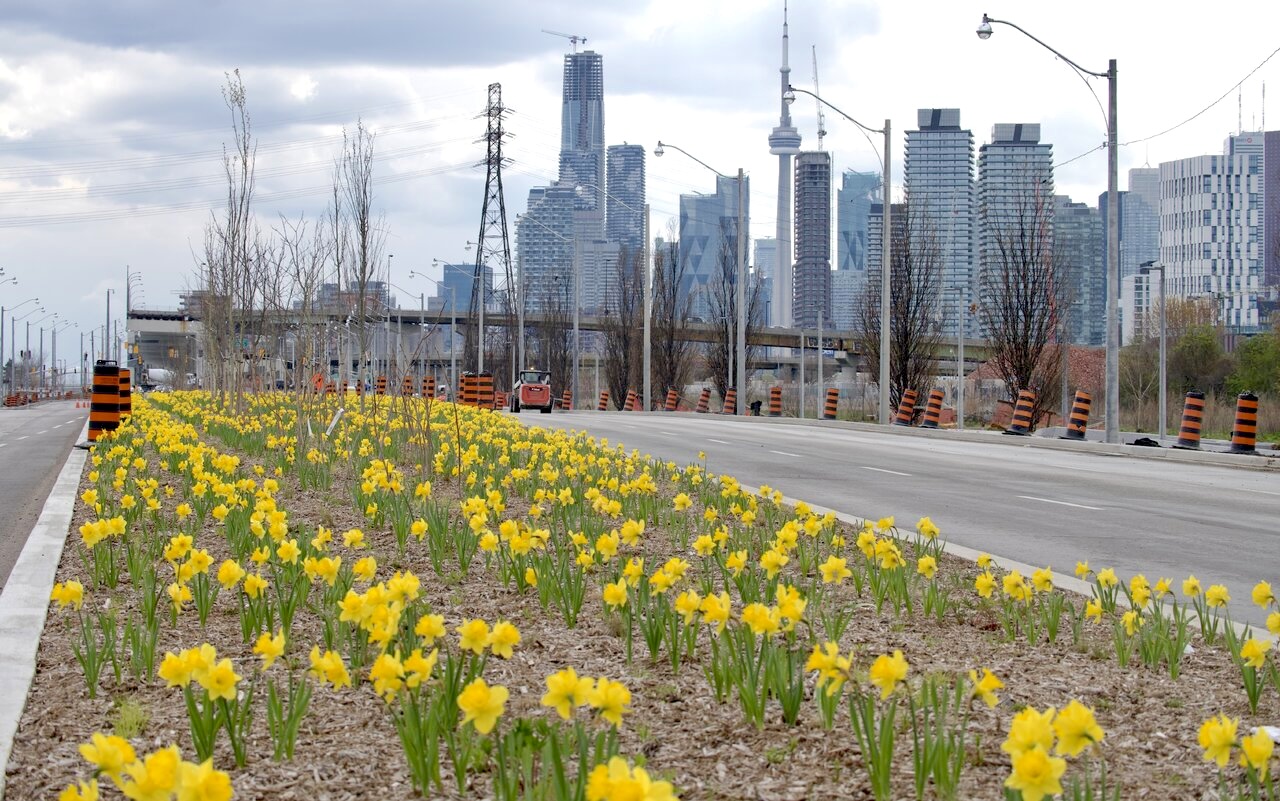 Daffodill Drive
