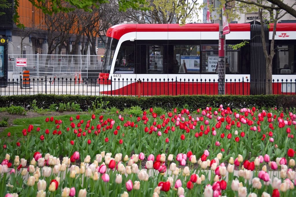 TTC Tulips