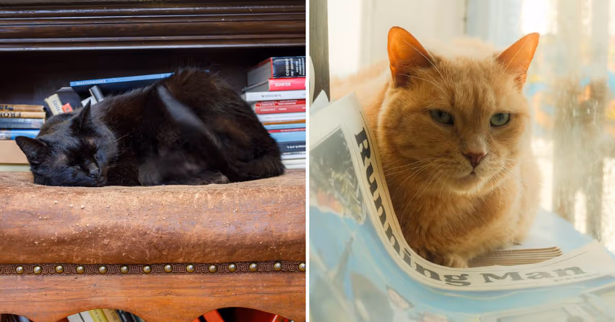 One of Toronto's oldest bookstores has cats guarding the books