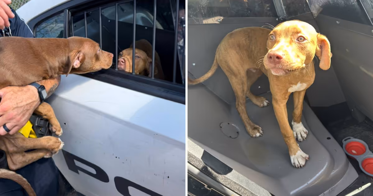 Ontario cops save puppies in heartwarming rescue involving pepperoni