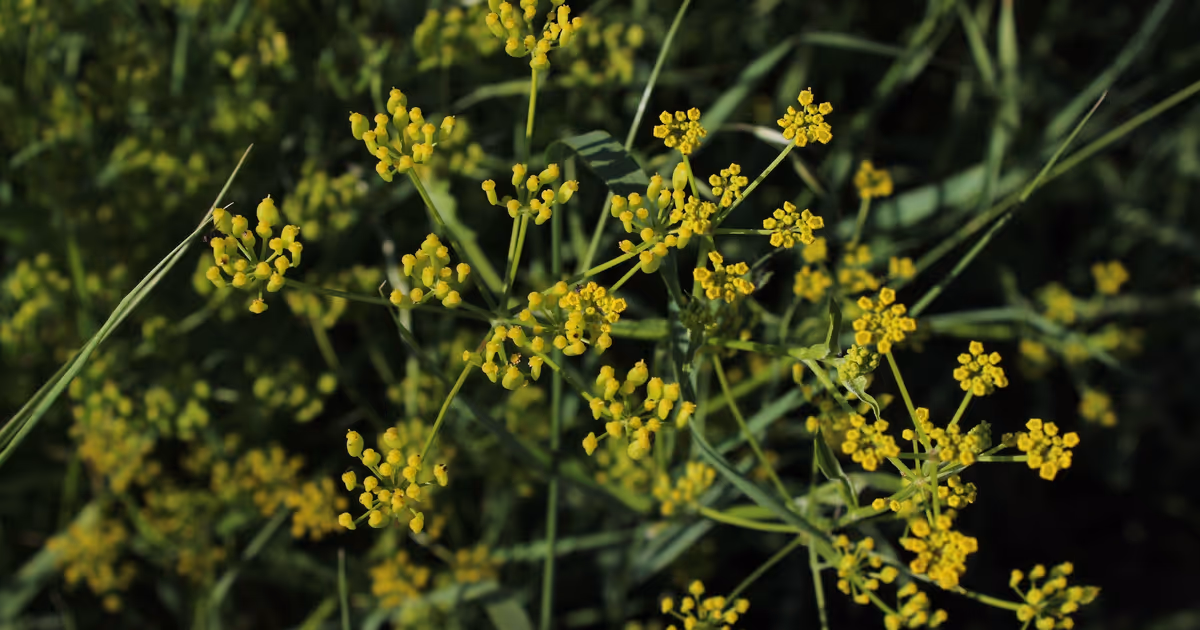 Ontario invasive plant looks exactly like food but gives you painful burns and blisters