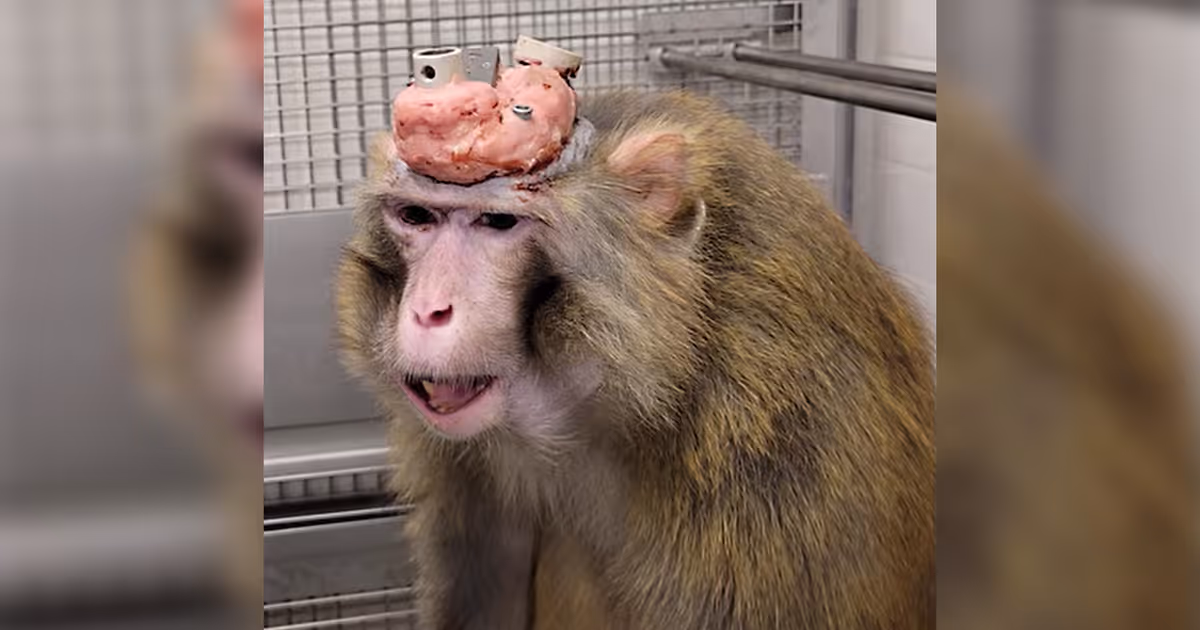 Shocking video exposes alleged experimentation on live monkeys at Toronto university