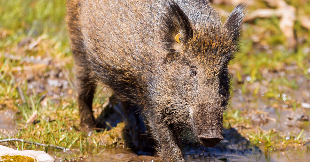 Ontario uses fancy drones with thermal cameras to hunt down invasive pigs