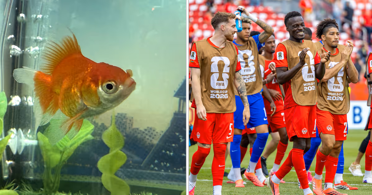 Meet the famous Toronto goldfish predicting every FIFA World Cup match