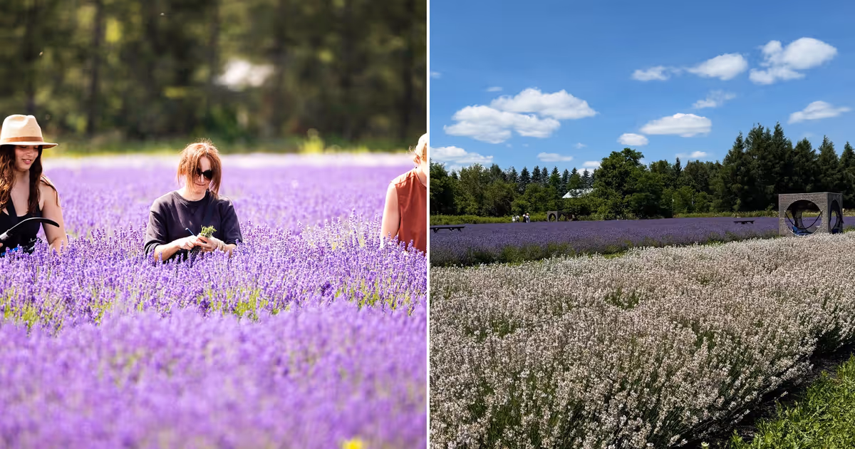 Insta-famous lavender farm in Ontario will reopen later this month