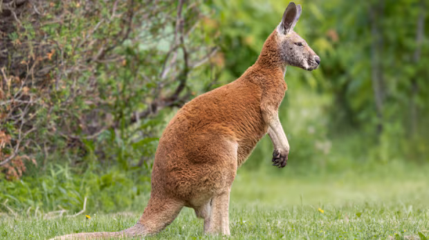 Quebec says runaway kangaroo 'Joey' poses no threat but advocate warns of risks to its safety