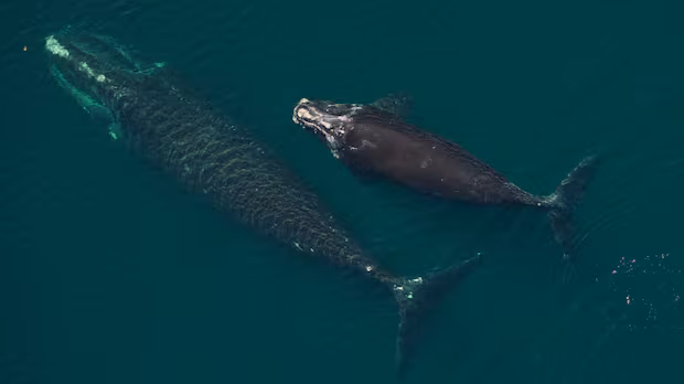 North Atlantic right whales see most births since 2009