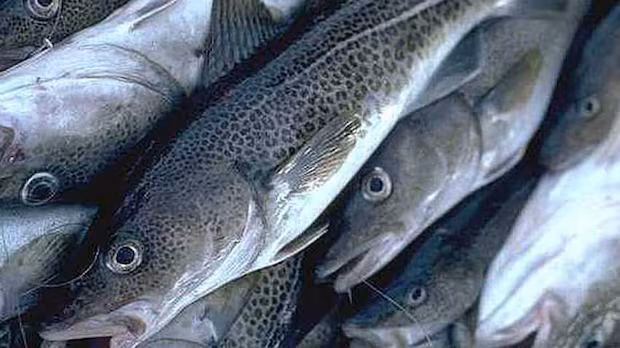 'Things aren't looking good': Atlantic cod stocks continue decline in parts of N.S., N.B.