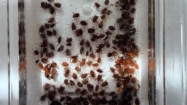 Saskatchewan enduring 'super-abundant' year for ticks