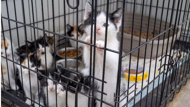 Man charged after dozens of kittens rescued in animal cruelty investigation in Mississauga, Ont.