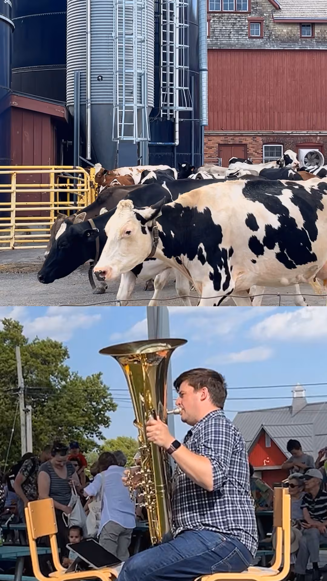 A ballad for bovines: tuba player serenades cows