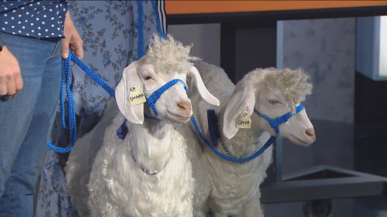 Meet Sugar and Spice, goat ambassadors of the Royal Agricultural Winter Fair