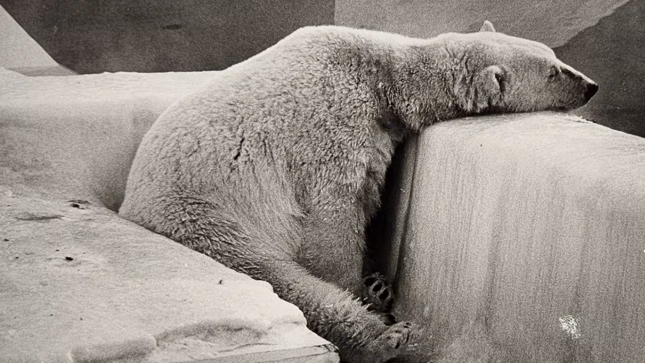 The Calgary Zoo's difficult history with polar bears