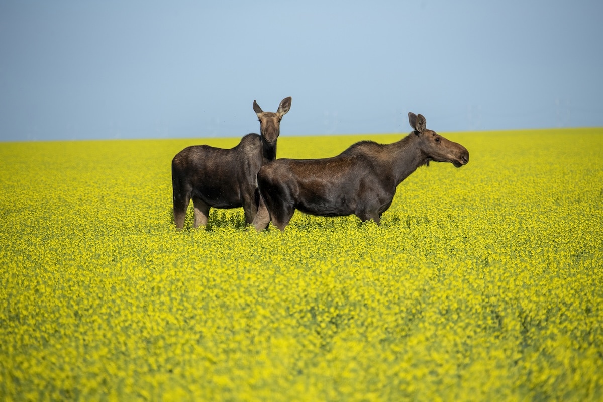 Manitoba holds largest immigration draw of the year so far, targeting select occupations
