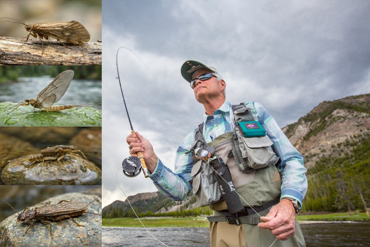 What’s in the river? The 3 aquatic insects every Canadian fly angler should know