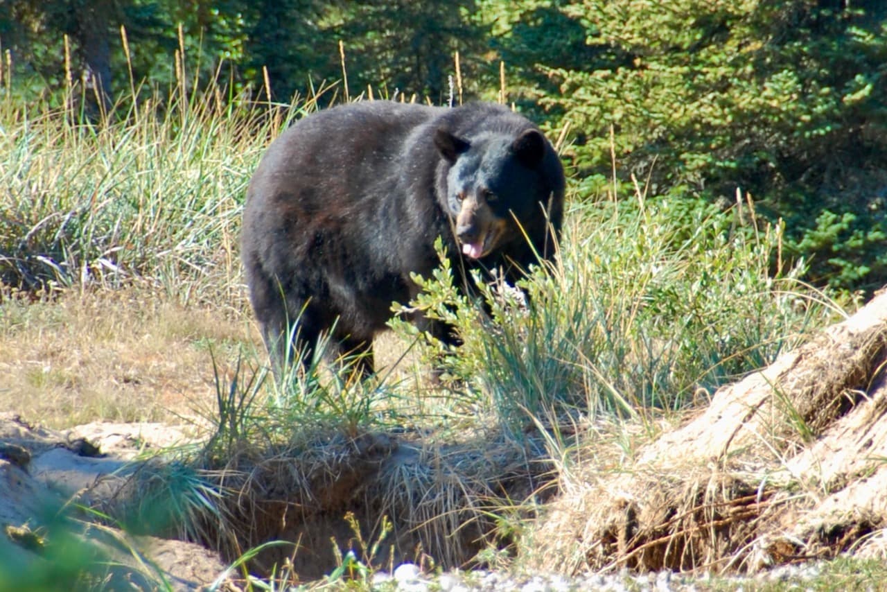 To find the biggest spring bears, find their food. Here’s how