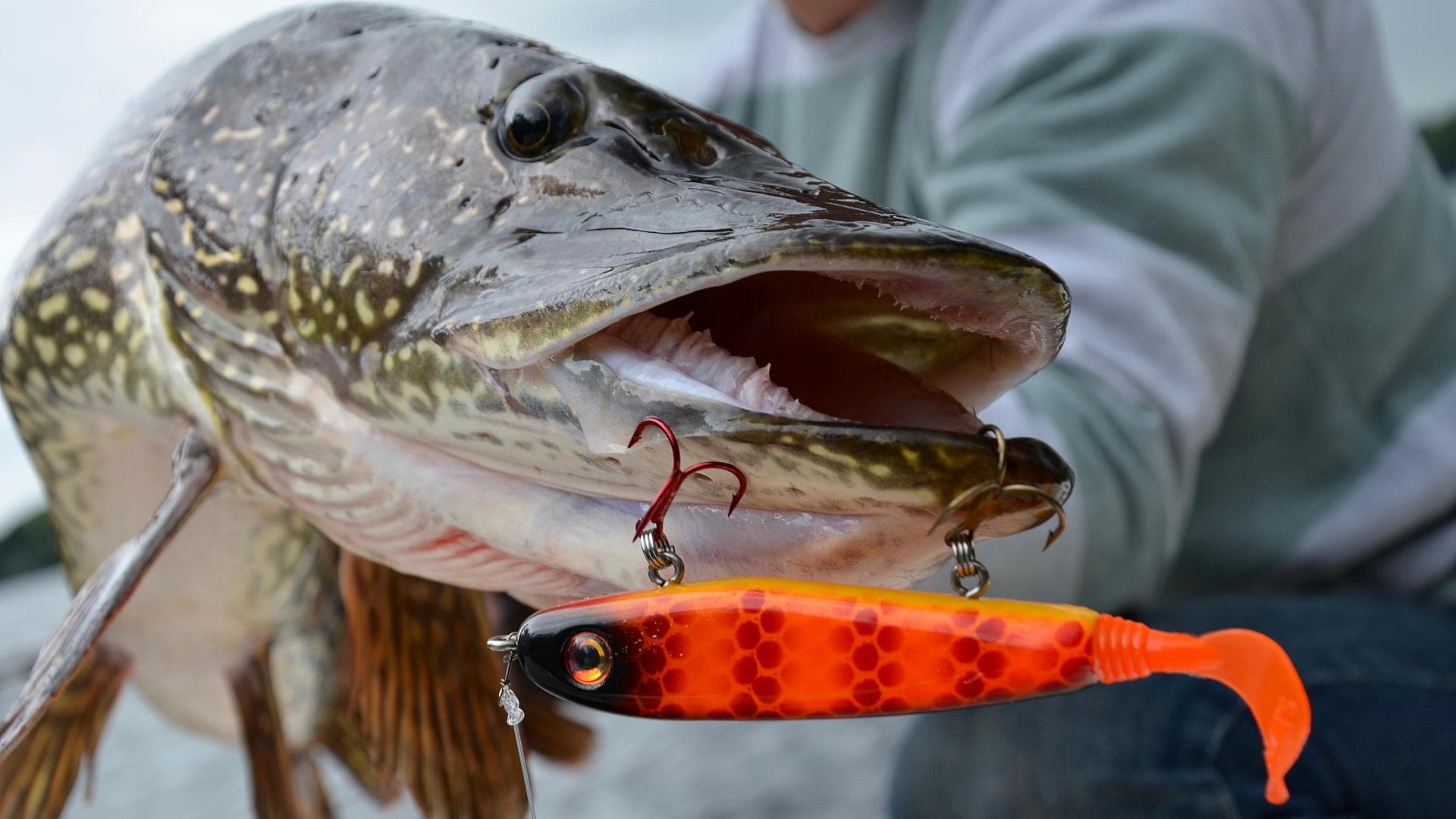 How to hammer early-summer northern pike with glide baits