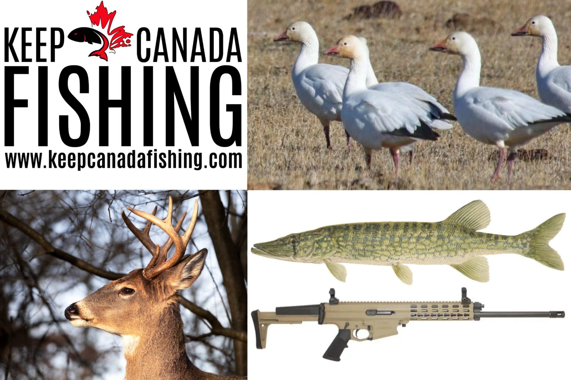 Invasive pickerel, shrinking seasons and a buyback that fell flat—Canadian outdoors by the numbers