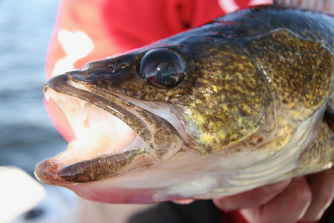 June walleye fishing can be frustrating. These Canadian guide tips will change that