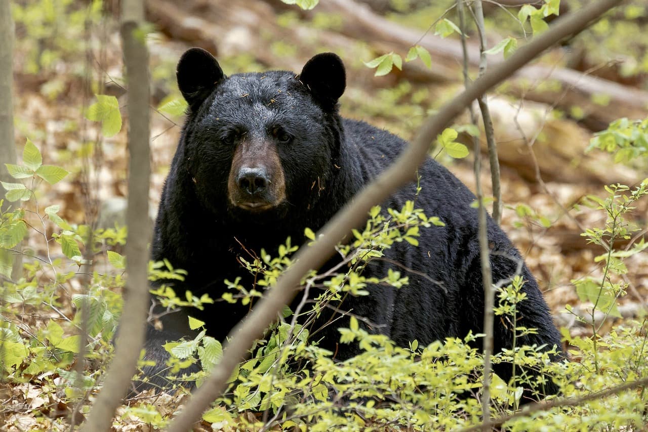 How to lure big black bears to your bait sites—and keep them there longer during legal light