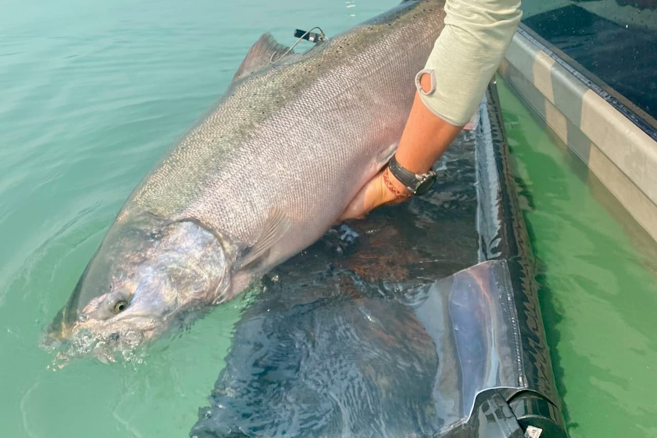 New Pacific salmon research is encouraging anglers to rethink the way they practise catch-and-release