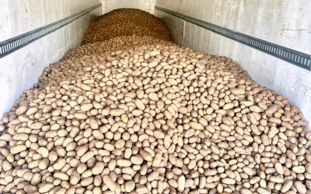 Around 80,000 pounds of potatoes are free to grab in Calgary this weekend
