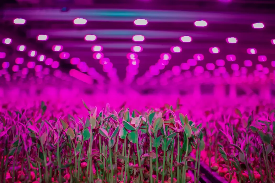 After 15 years, GoodLeaf proves there’s profit in vertical farming