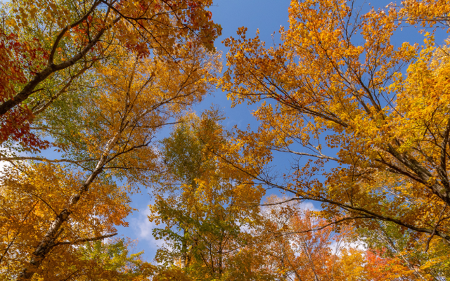 Try these autumnal Algonquin alternatives!