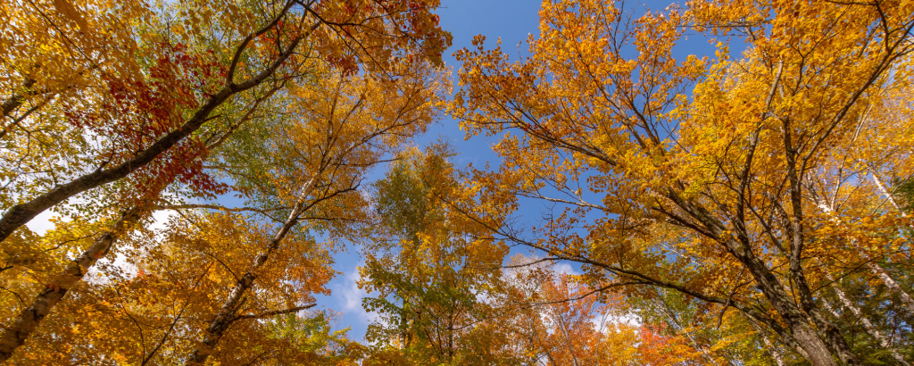 Try these autumnal Algonquin alternatives!