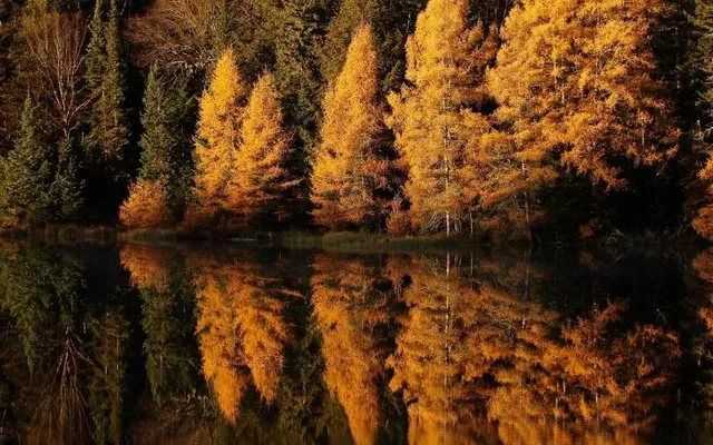 Algonquin’s second fall colours peak: the golden encore