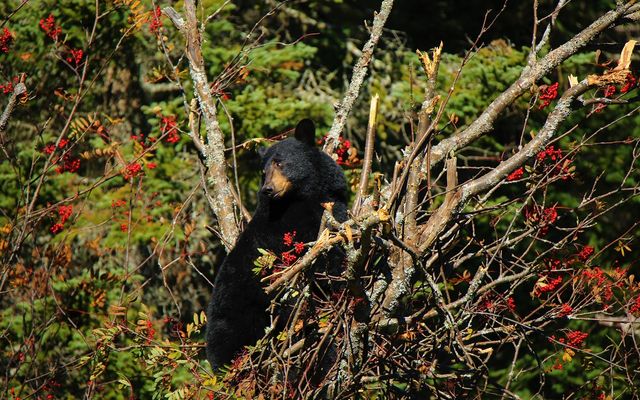 It’s August – what are Black Bears up to?
