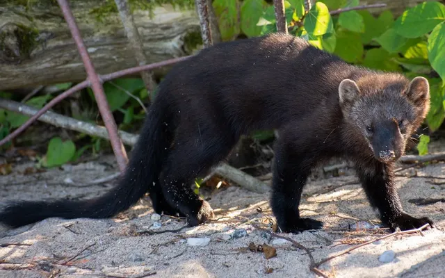 Should we beware the Fisher… or the Fisher fiction?
