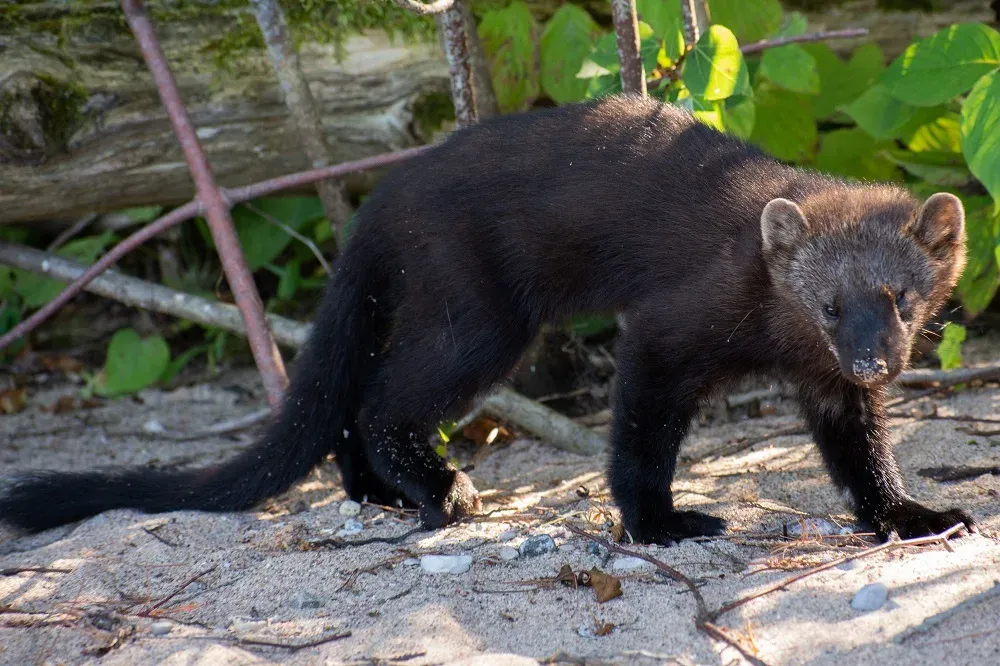 Should we beware the Fisher… or the Fisher fiction?