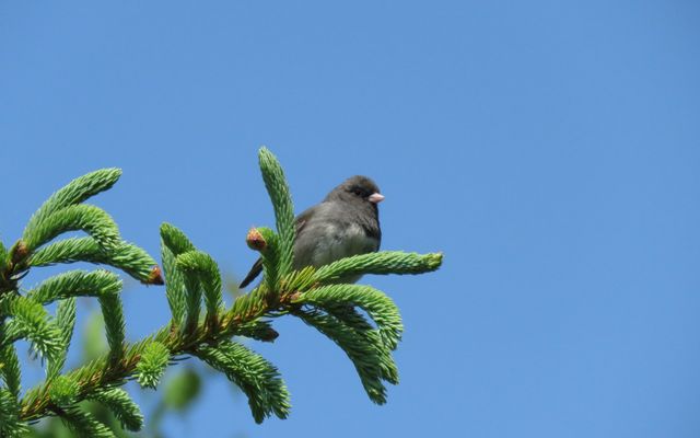 Birding in the boreal