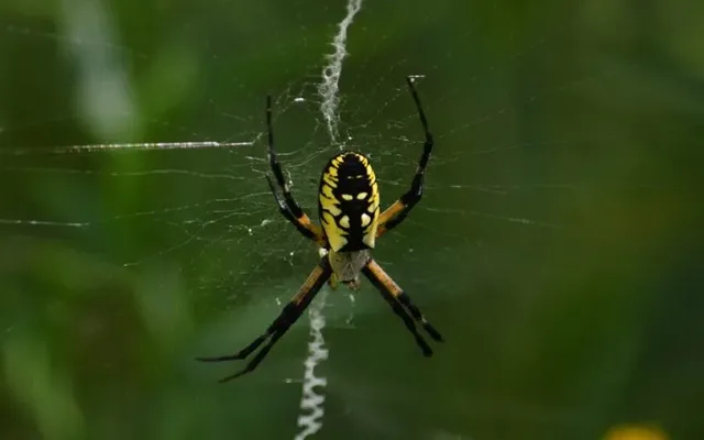 8 fun facts about spiders