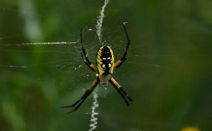 8 fun facts about spiders