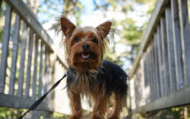 Bark if you love nature!