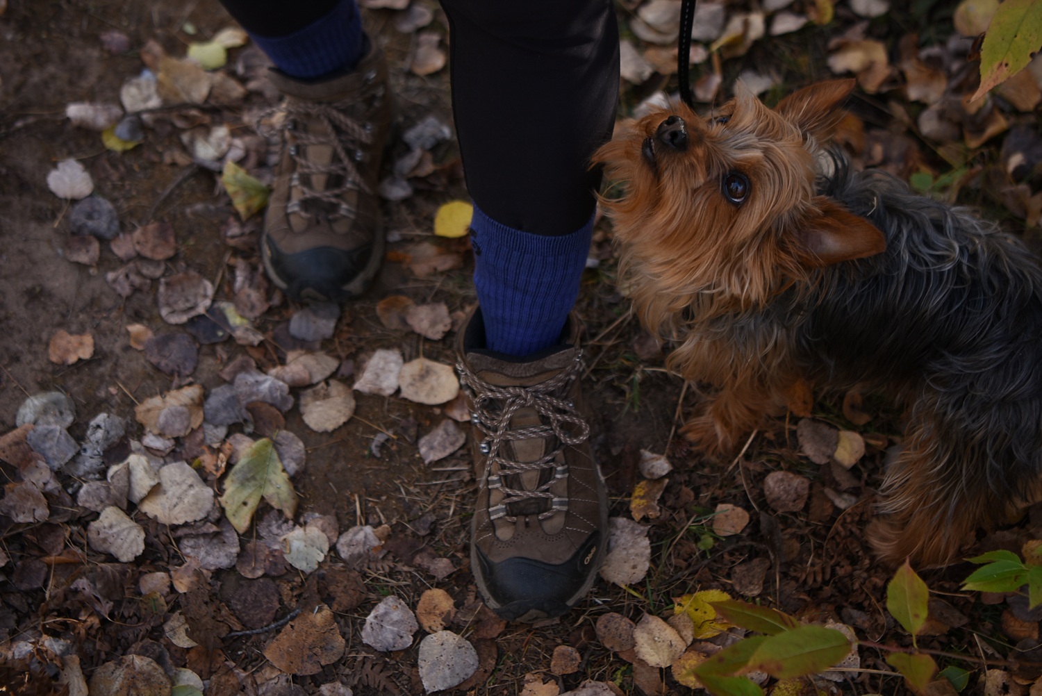 Hiking the trails with your dog