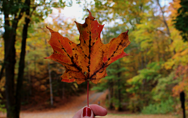 Planning to visit us during fall colours? Start here.