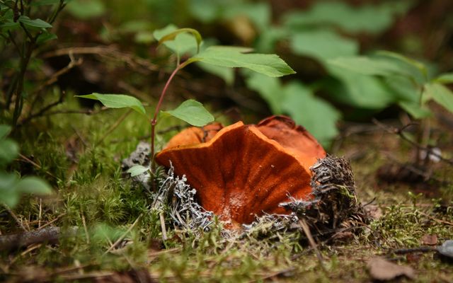 Fascinating fall fungi at Frontenac