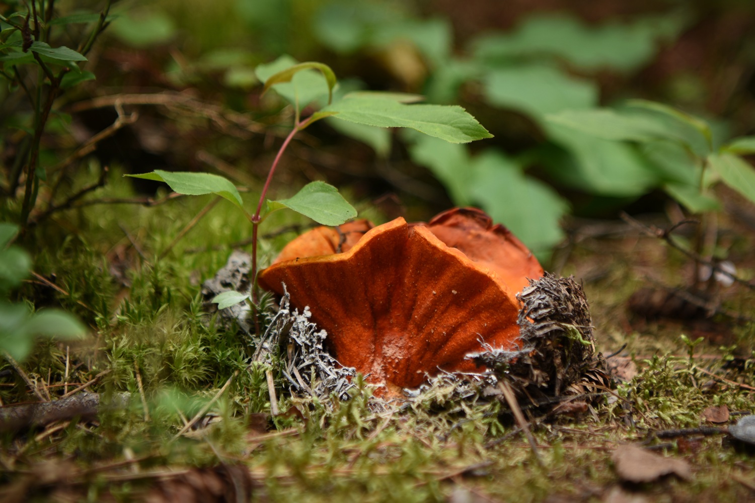 Fascinating fall fungi at Frontenac