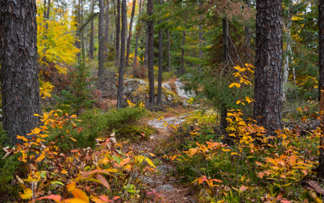 5 ways to practice fall mindfulness