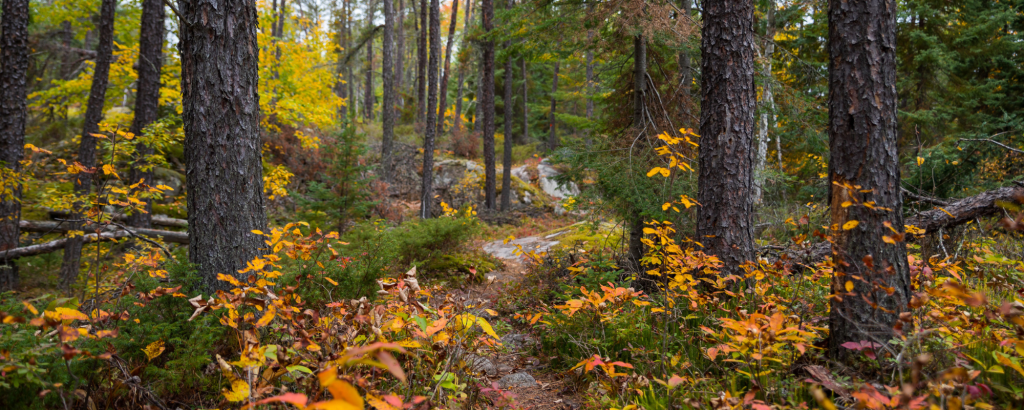 5 ways to practice fall mindfulness