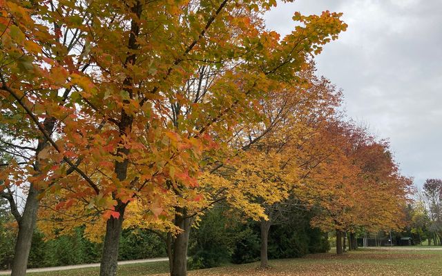 Experience autumn at Sibbald Point Provincial Park