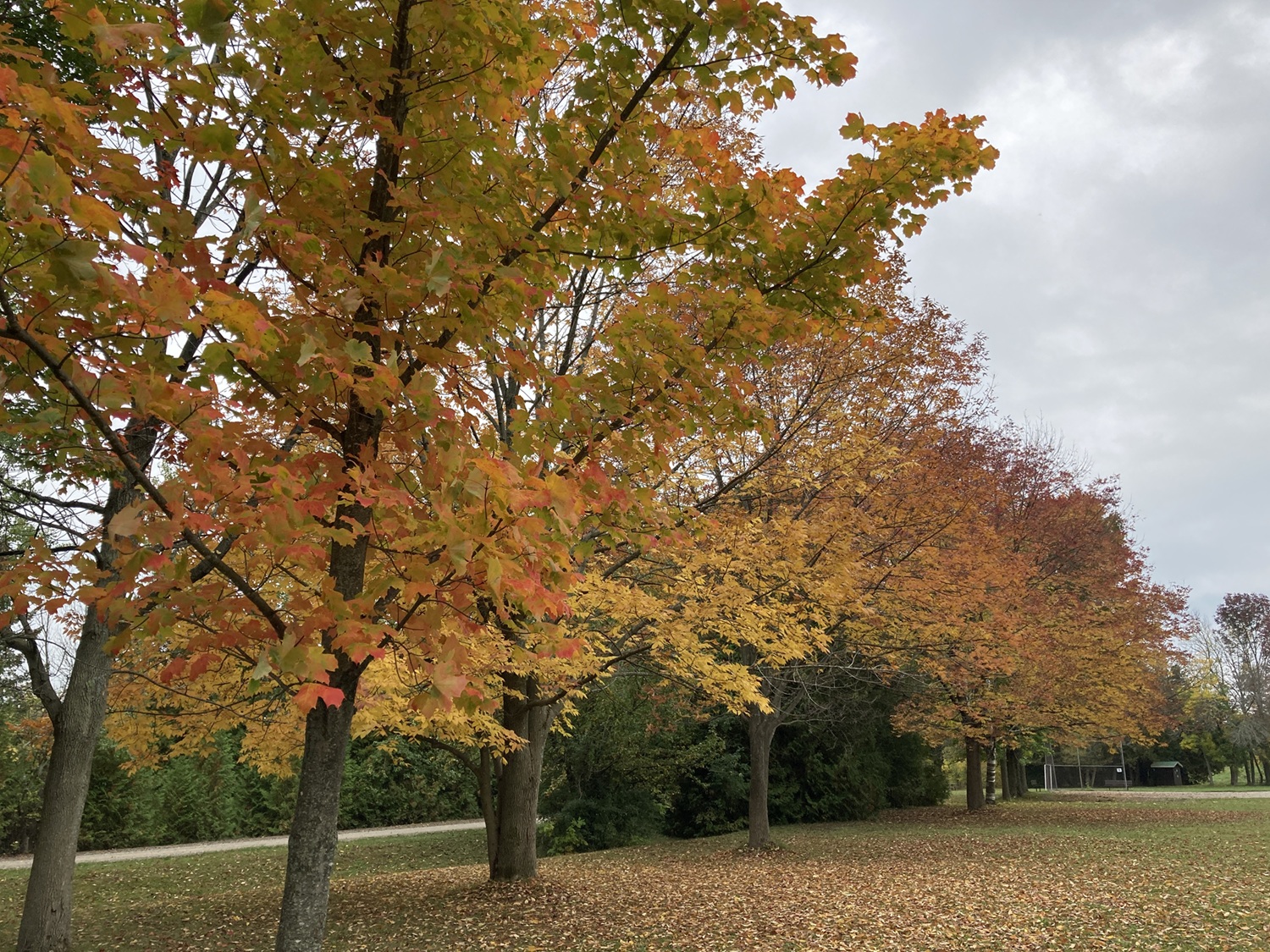 Experience autumn at Sibbald Point Provincial Park