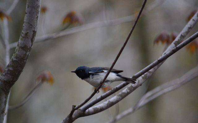 Fall warbler migration at Rondeau Provincial Park