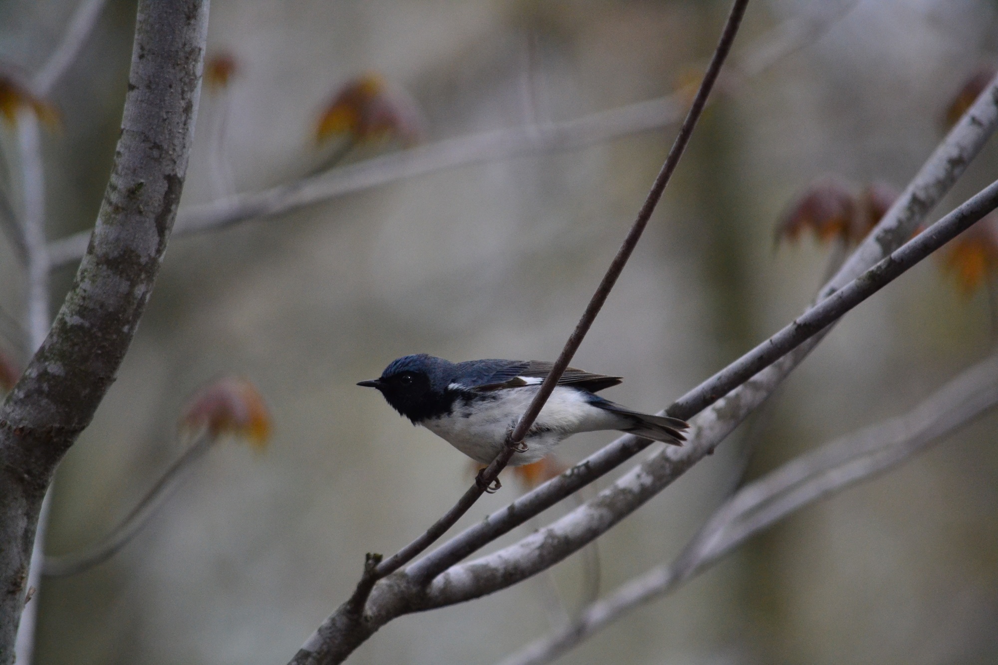 Fall warbler migration at Rondeau Provincial Park