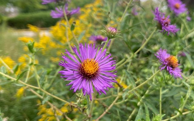 It's aster season!
