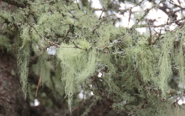 Is that lichen killing those trees?