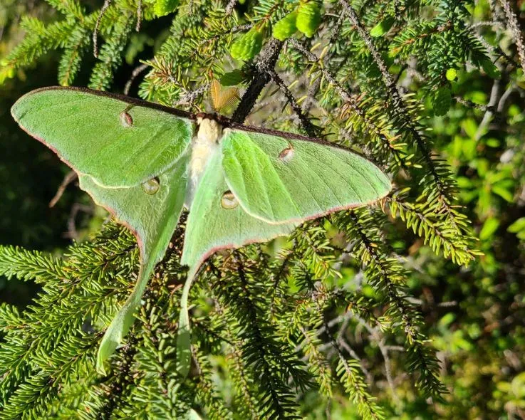Surviving with sounds: the Luna Moth’s story